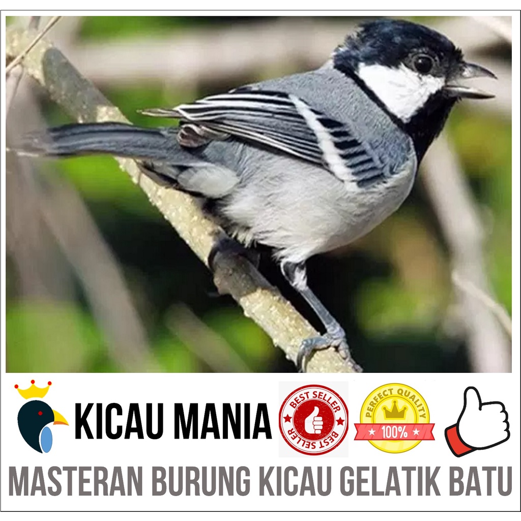 Masteran Burung Gelatik Batu Gacor