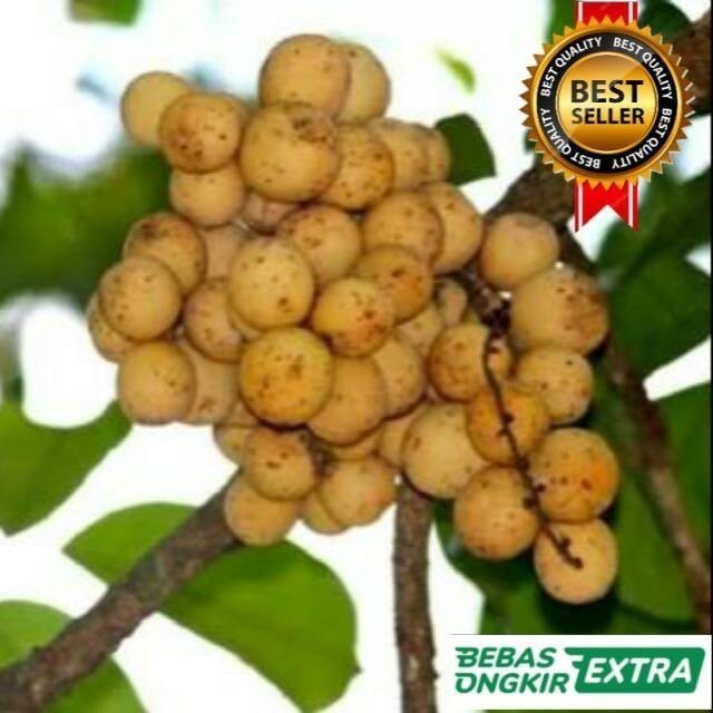 Bibit Tanaman Buah Langsat Langsep Cepat Berbuah