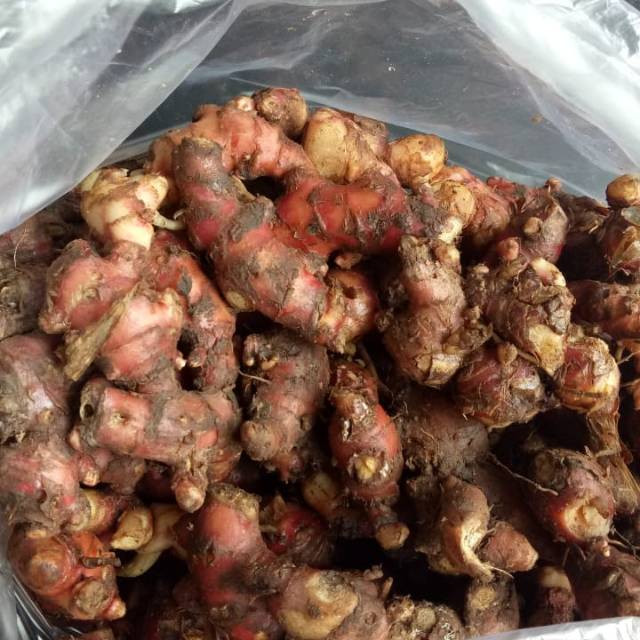 

Jahe merah