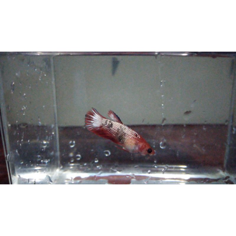 ikan cupang RED FCCP TOP GRADE