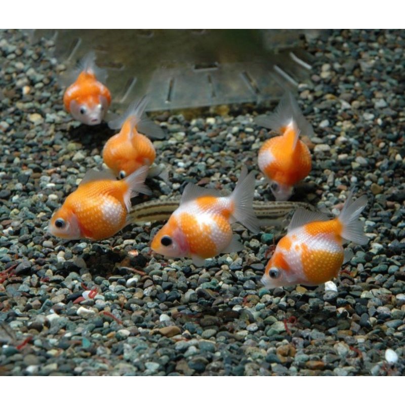 Ikan hias mas koki mutiara baby ikan hias aquascape