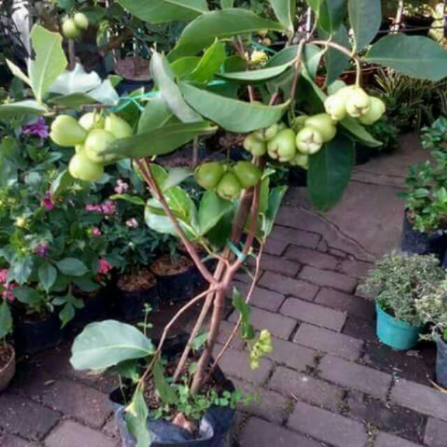 

Bibit jambu madudeli hijau