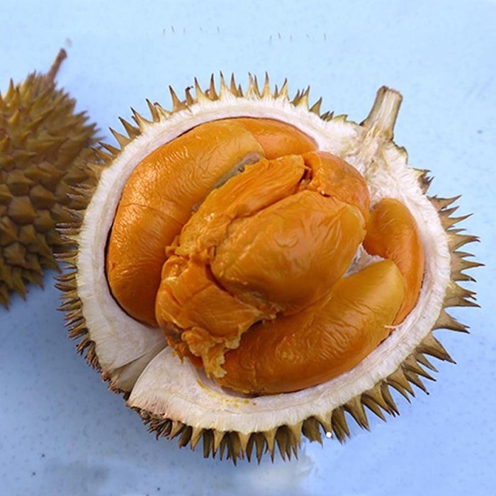 Bibit Tanaman Buah DURIAN DURI HITAM KAKI 3  Premium