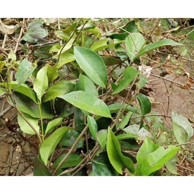 

BRNALU JERUK FRESH. 1.KG