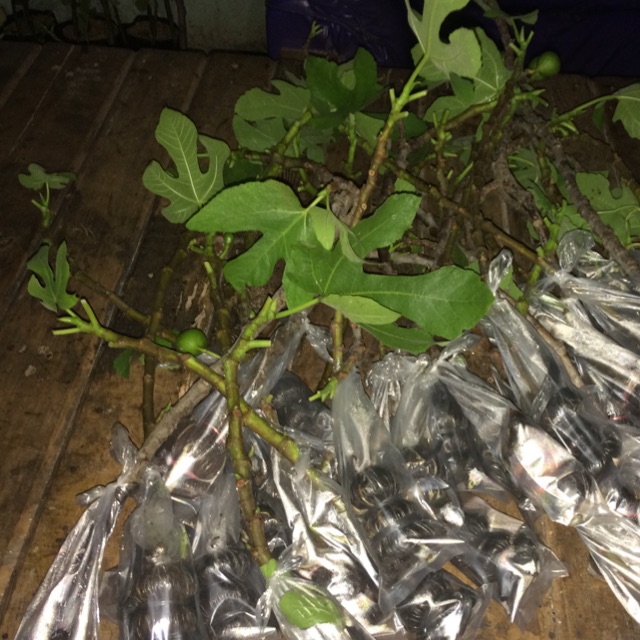 Pohon Tin Green Yordan FC (FREES CANGKOK)