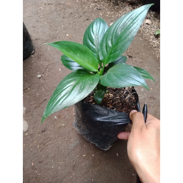 spathipyllum Bangkok/peace lily tanaman hias