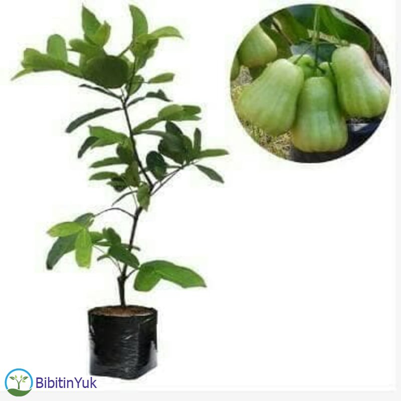 Jambu Air Madu Deli Hijau