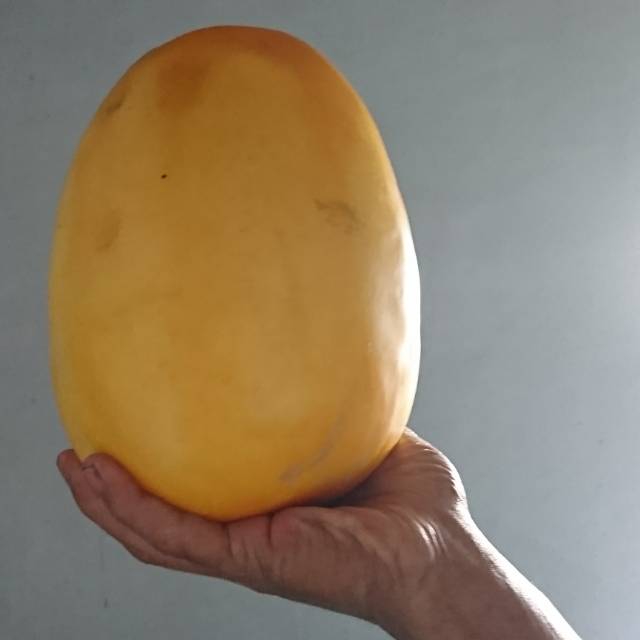 Bibit benih biji timun suri jumbo 20pcs