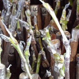 

CUTTING GERFTING