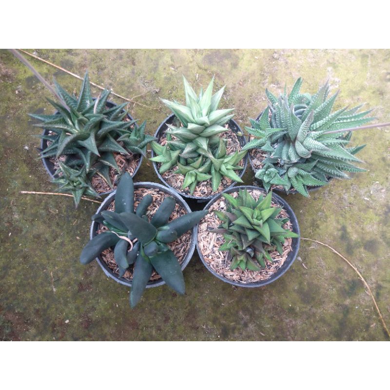 PAKETAN HAWORTHIA | CLOSTER HAWORTHIA