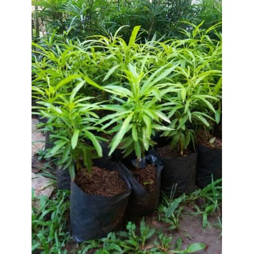 Zodia Pohon Anti Nyamuk pohon pengusir nyamuk zodia tanaman pengusir nyamuk