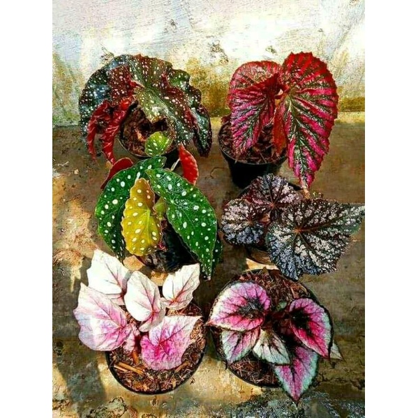 TANAMAN HIAS BEGONIA PAKETAN