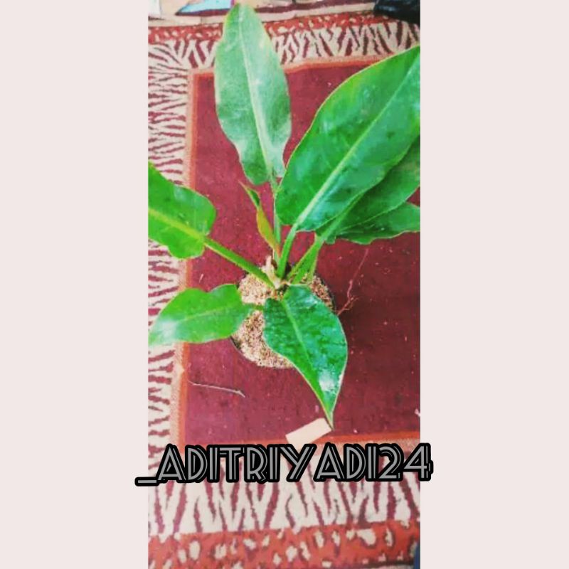 tanaman hias dendron karet