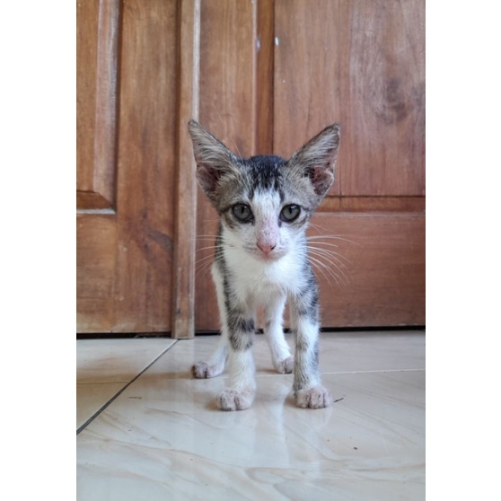 kucing lokal-1