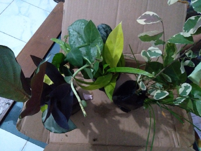 Tanaman Hias Calathea Silver