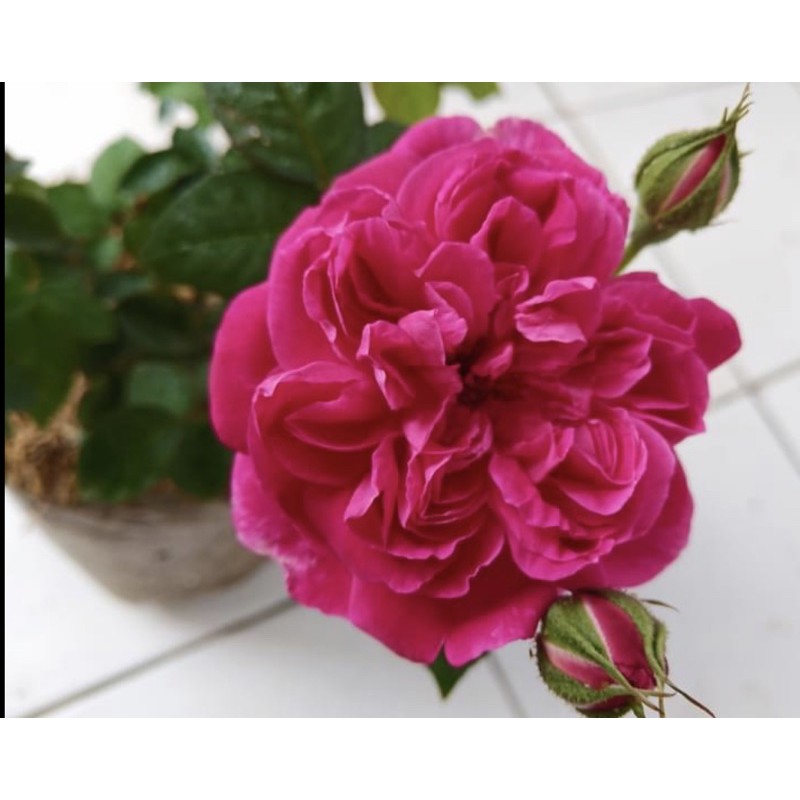 Mawar kampung / Old rose Bunga Besar (wangi)