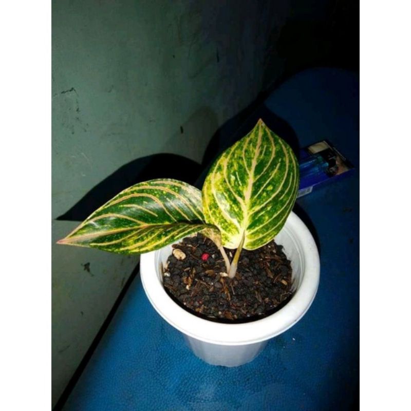 tanaman hias bibit aglonema esmeralda golden