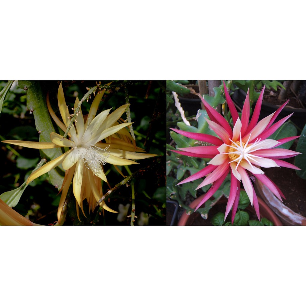 Paket 2 Tanaman Hias Wijaya Kusuma - Tanaman Hias Hidup - Bunga hidup - Bunga hias