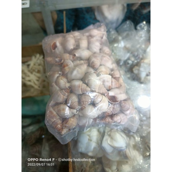 cangkang keong kacangan