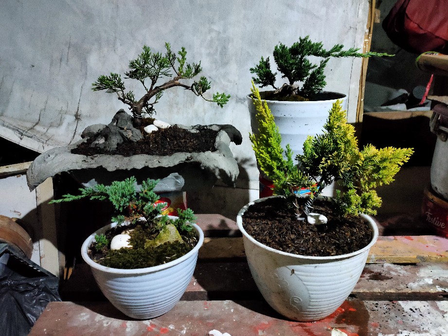 Tanaman Hias Bahan Bonsai Cemara Bajul