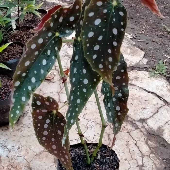 Promo Tanaman Hias Begonia Polkadot