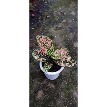 aglonema ruby compakta