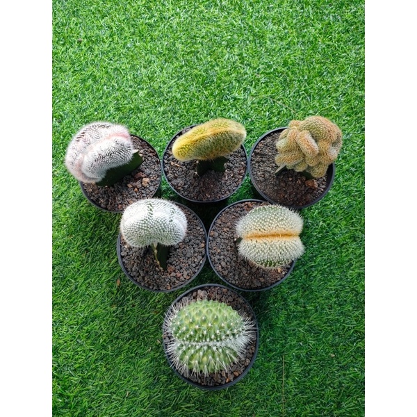 Kaktus Cristata Grafting