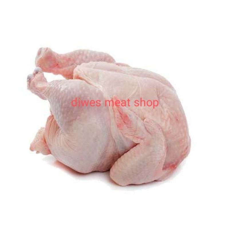 

Ayam negri ukuran 0,8,