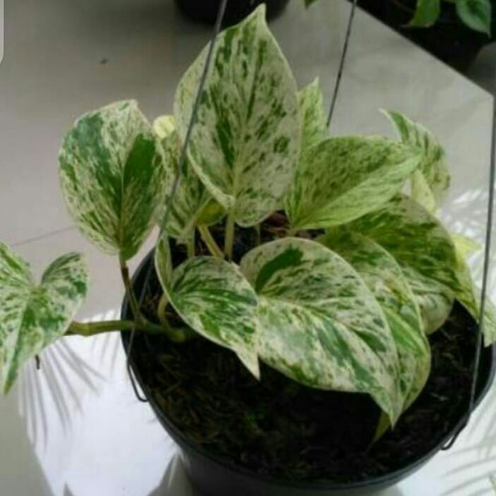 epipremnum aureum marble queen - tanamn sirih varigata