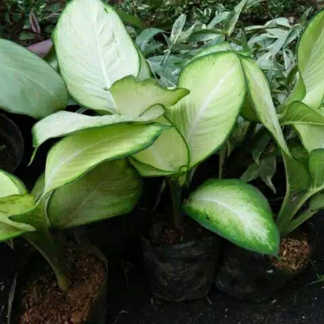 Tanaman hias anggun ayu/blanceng