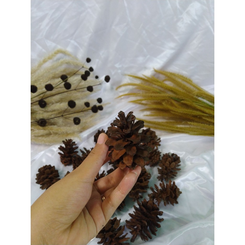 Biji pinus / hiasan dekor cantik