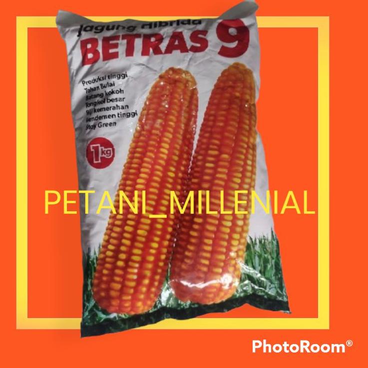 Banyak Diskon  Benih bibit jagung hibrida Betras 9 (umur pendek/genjah) BINTANG ASIA