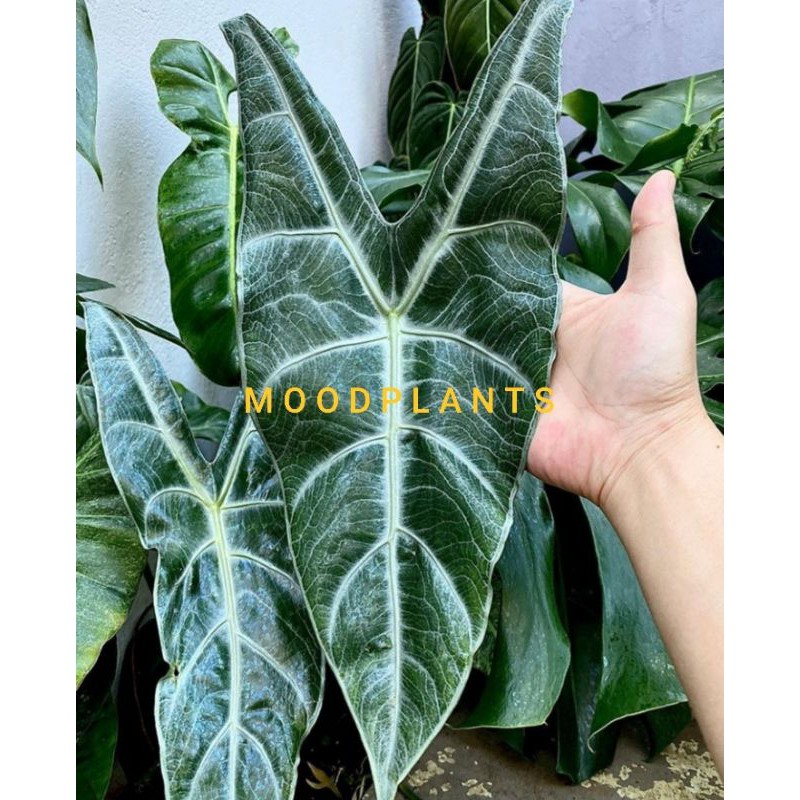 TANAMAN HIAS alocasia longiloba / keladi kuping jerapah