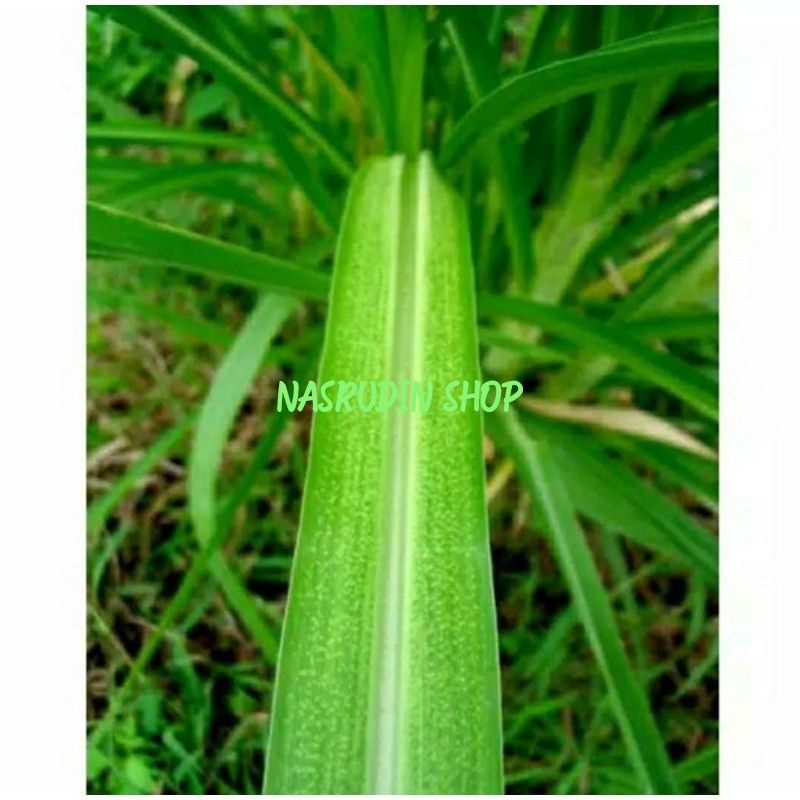 

DAUN TEBU SEGAR LANGSUNG PETIK | DAUN TEBU HITAM
