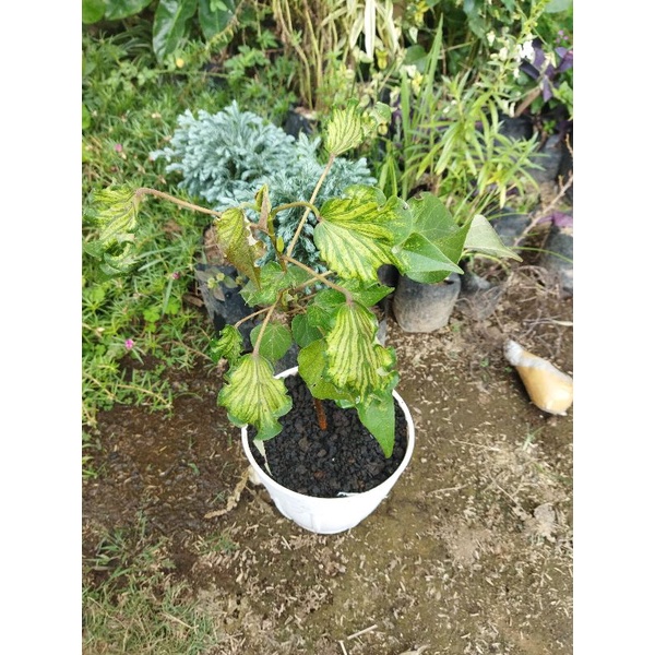 Tanaman Hias Hidup Waru Wayang