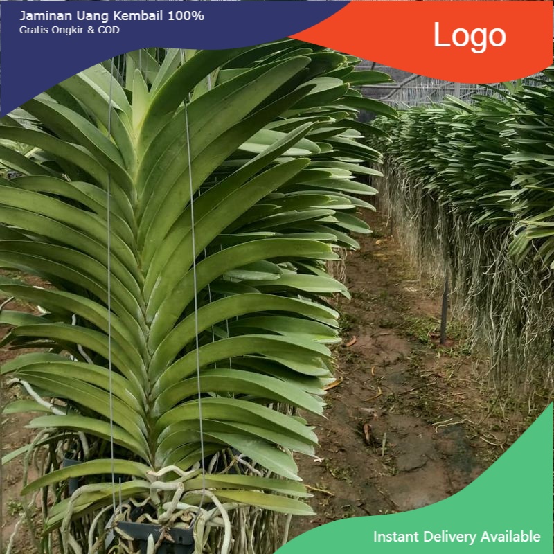 anggrek vanda plant jumbo