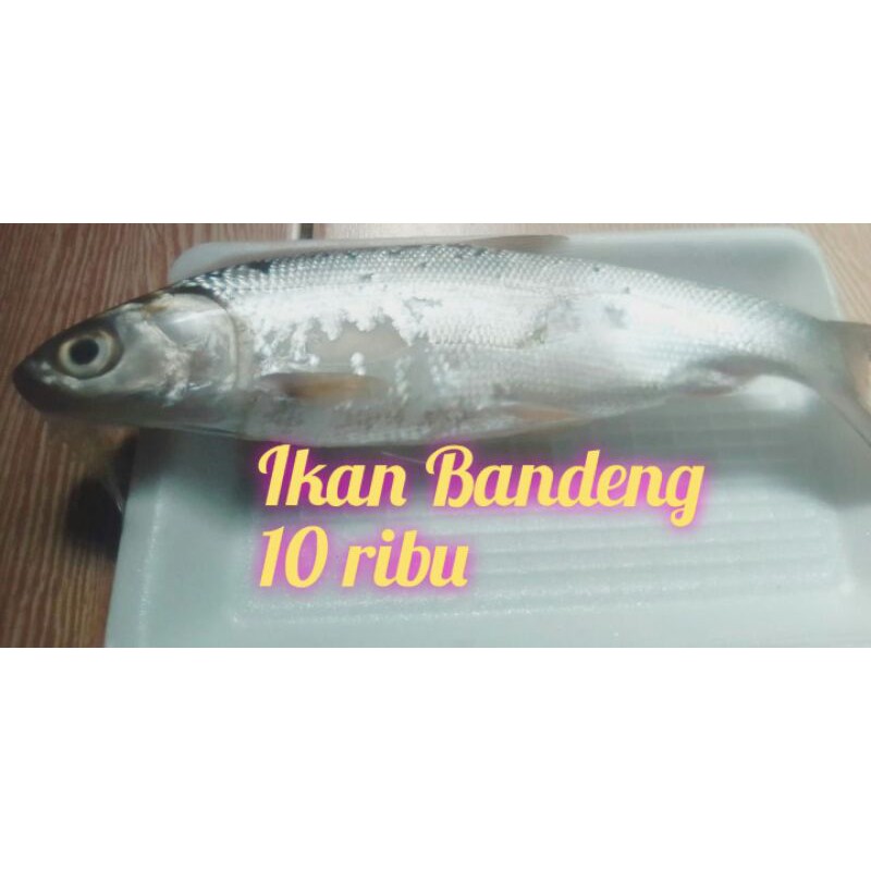 

ikan bandeng