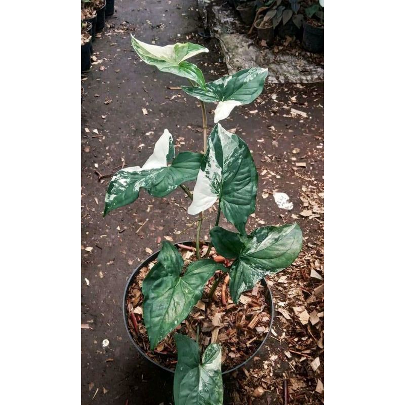 tanaman hias sygonium varigata