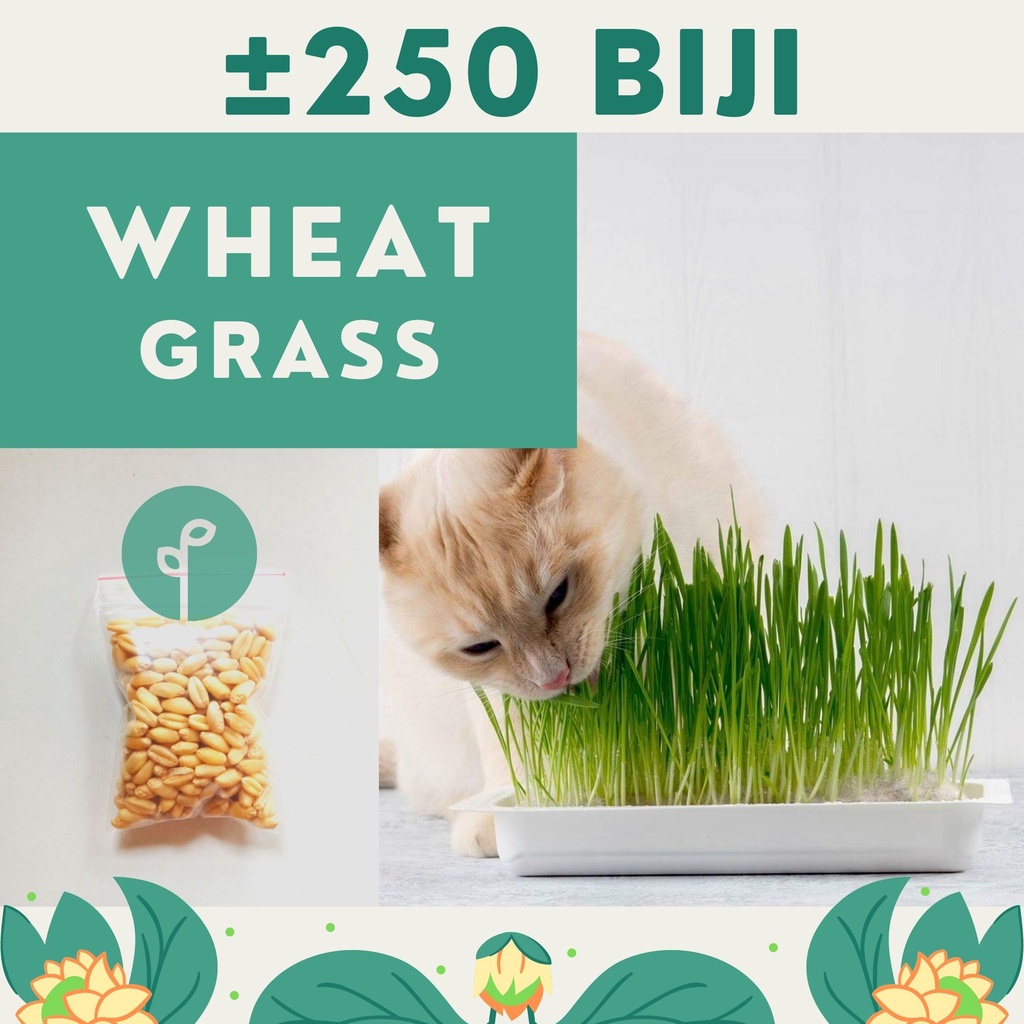 30 Benih Bibit Bibit Rumput Wheatgrass Benih Wheat Grass Kucing Microgreen Tanaman Rumput Sayuran Cat Grass Unggul Berkualitas Premium Seed Benih Seribu Official Store Semarang-WHEATGRASS
