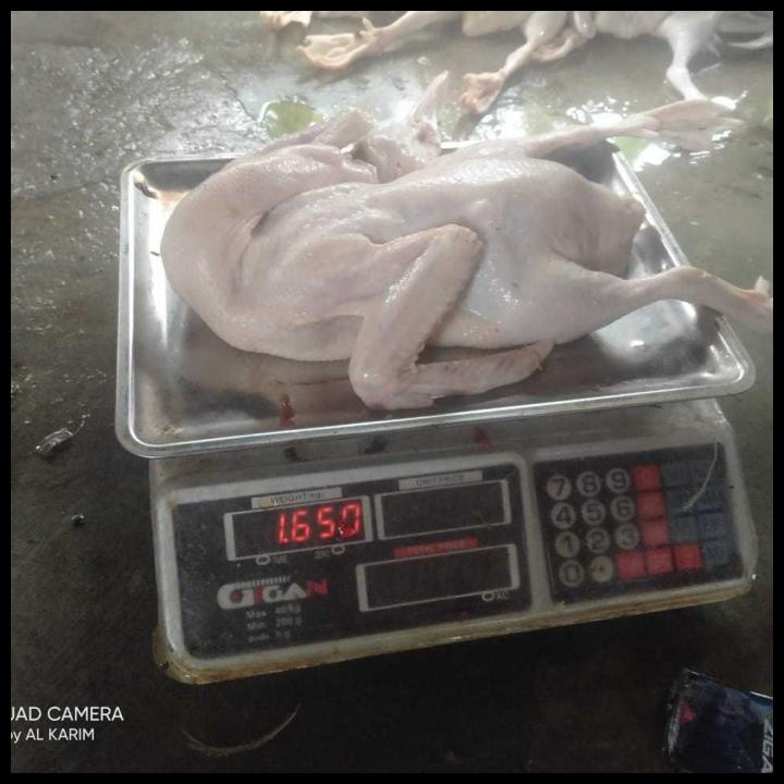 

TERBARUU!! daging bebek besar murah SALE