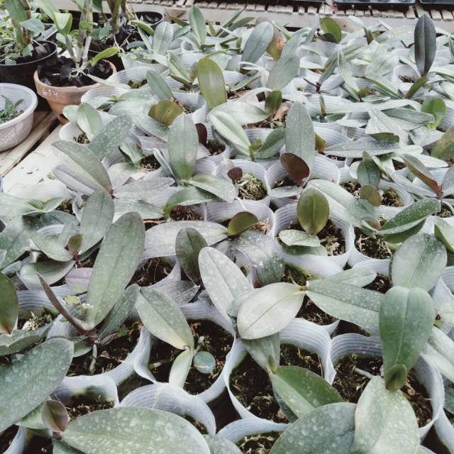 Bibit tanaman anggrek bulan remaja