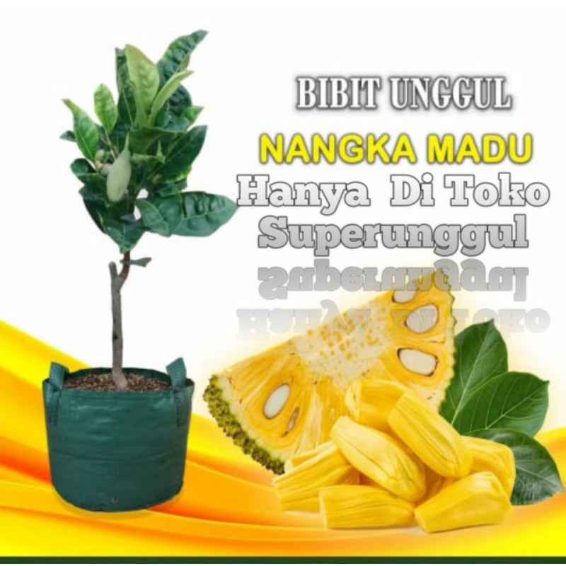 Bibit nangka madu super Asli Bisa Cod