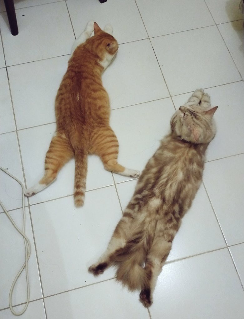 Bos242 Papan Scrub Lipat Multifungsi Bahan Silikon Untuk Cuci Pakaian