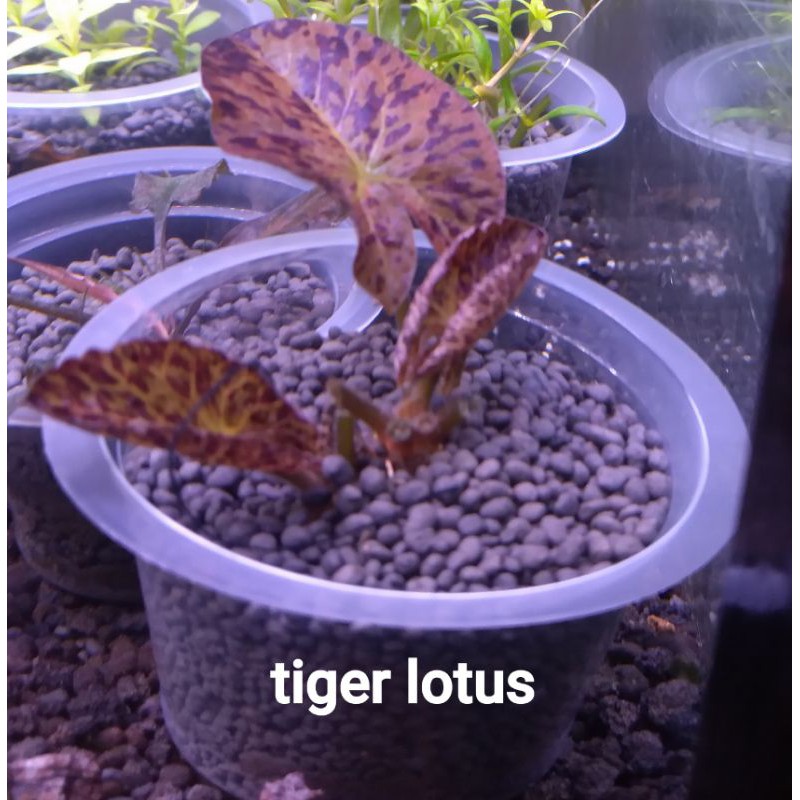 tiger lotus