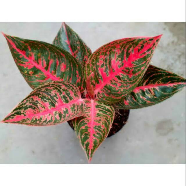 Tanaman Hias Aglonema Reanita-Aglaonema Reanita-ITS