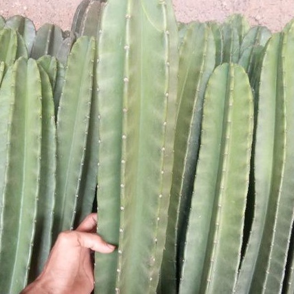 tanaman kaktus koboi / kaktus koboi