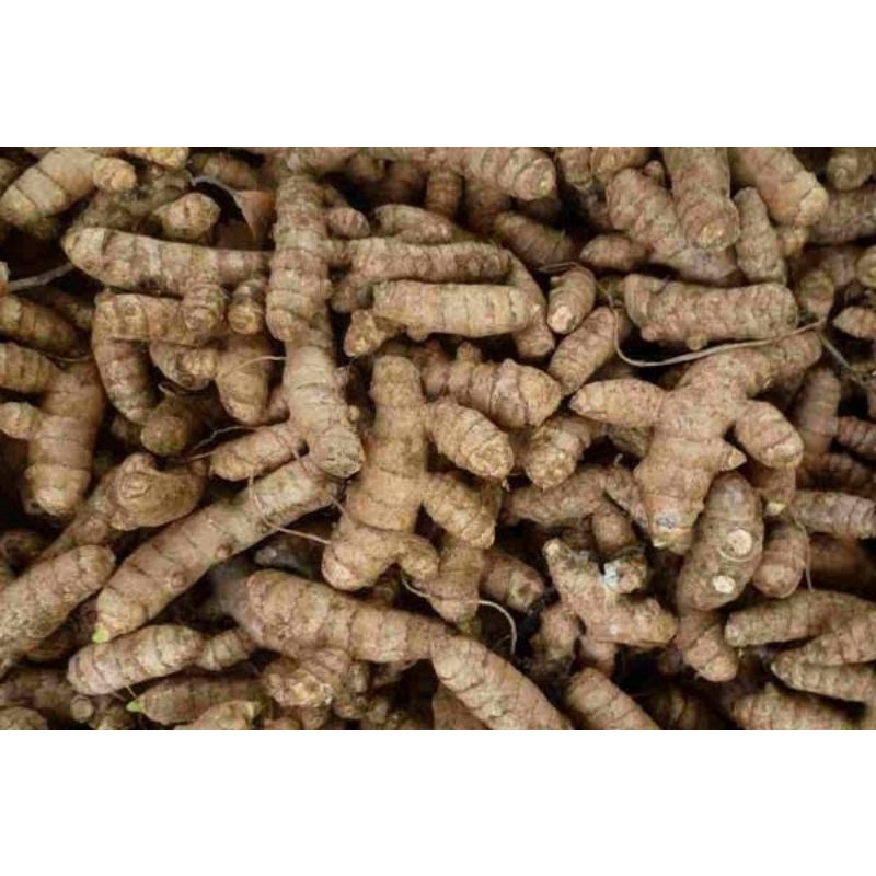 

kunyit pilihan 500gr
