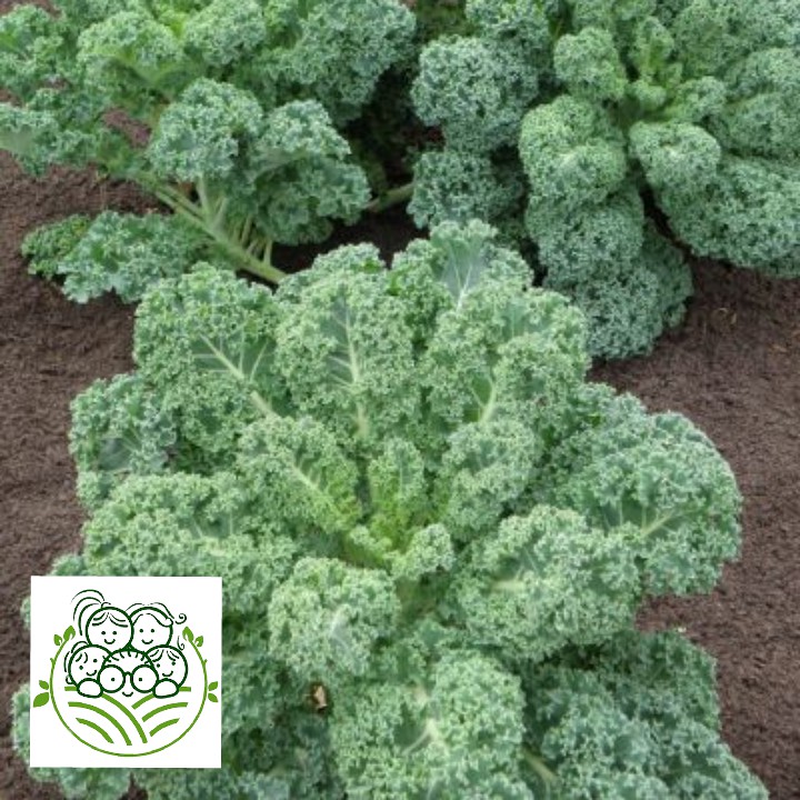 Sayur Organik Surabaya - Kale Curly / Nero 200 Gram