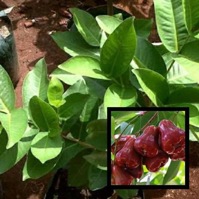 Bibit Buah Bibit Jambu Air Citra