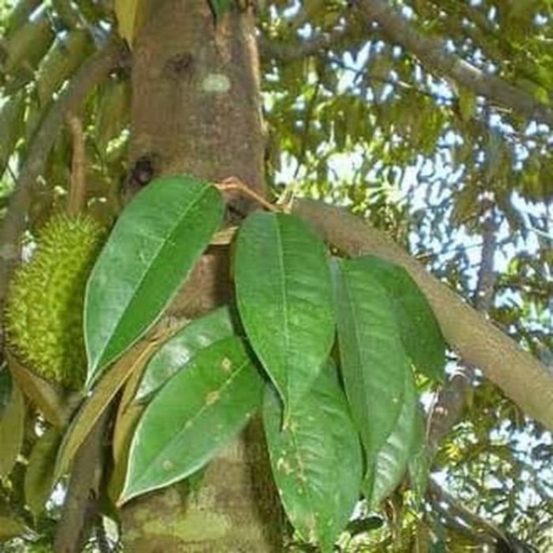 Daun durian segar 25 lembar organik dijamin bebas pestisida